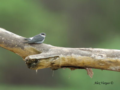 Mangrove Swallow 2010 - juvenile - far away