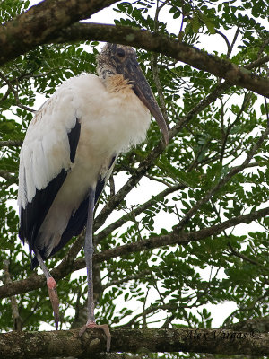Wood Stork 2010