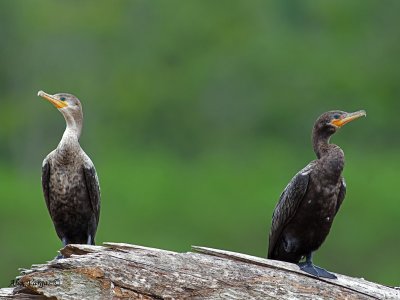 Neotropic Cormorant 2010 - adult & juvenile