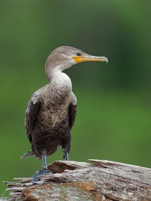 Neotropic Cormorant 2010 - juvenile