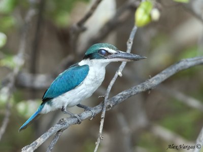 Collared Kingfisher - eyelid