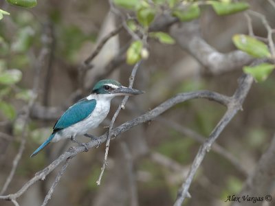 Collared Kingfisher