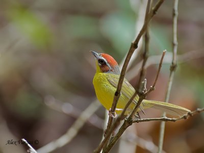 Rufous-capped Warbler 2010 - looking up