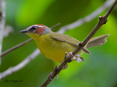 Rufous-capped Warbler 2010