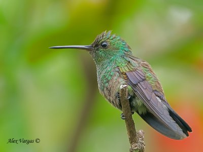 Steely-vented Hummingbird 2010