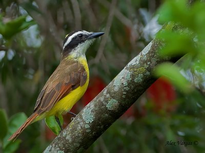 Great Kiskadee 2010