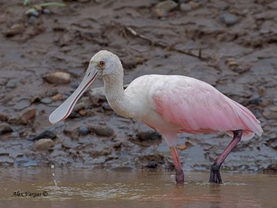 Roseate Spoonbill 2010 - juvenile