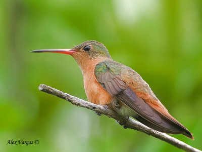 Cinnamon Hummingbird 2010