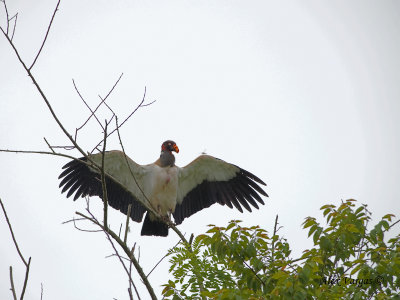 King Vulture 2010 - far away