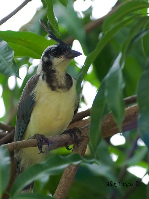 White-throated Magpie-Jay 2010 - juvenile - portrait