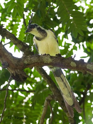 White-throated Magpie-Jay 2010 - juvenile
