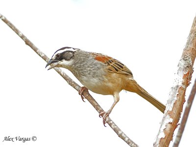 CR3 Stripe-headed Sparrow