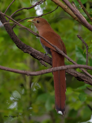 Squirrel Cuckoo 2010 - back view