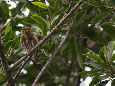 Central American Pygmy-Owl 2010 - far away