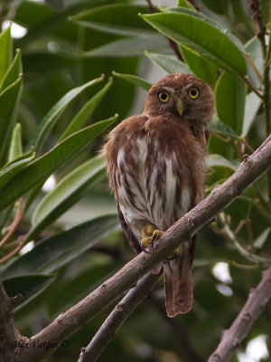 Central American Pygmy-Owl 2010 - say what?