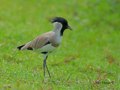 River Lapwing - sp 284