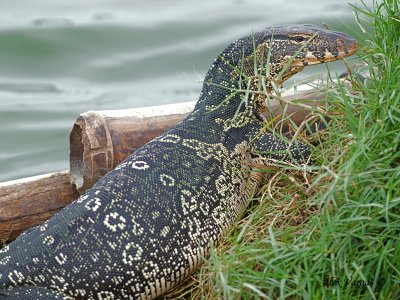 Water Monitor - pregnant