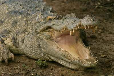 Siam Crocodile