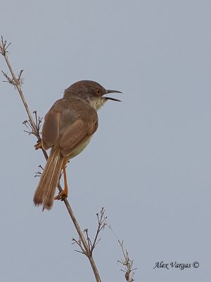 Grey-breasted Prinia - singer