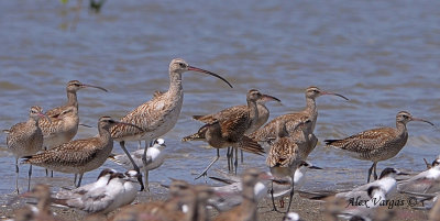 Whimbrels vs Eurasian Curlew - 2010