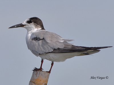 Common Tern 3