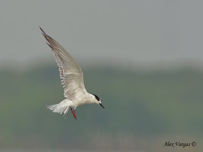 Common Tern - on flight