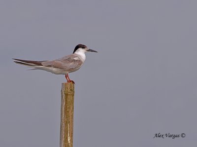 Roseate Tern 3