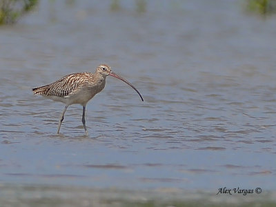 Eurasian Curlew - sp 289