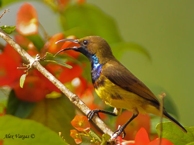 Olive-backed Sunbird - male 2