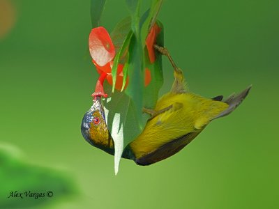 Brown-throated Sunbird - drinking