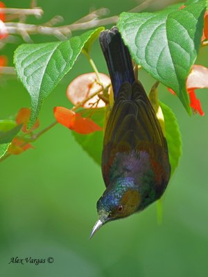 Brown-throated Sunbird - hanging
