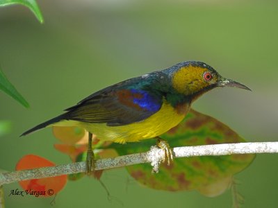 Brown-throated Sunbird - sp 296