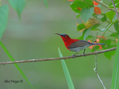 Crimson Sunbird - far away - 2010
