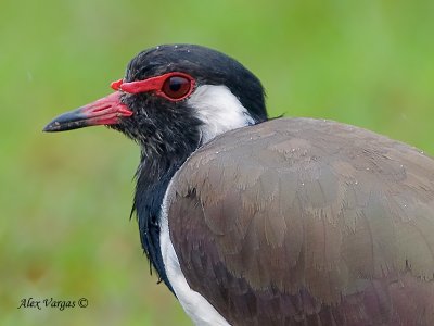 Red-wattled Lapwing - portrait - 2010