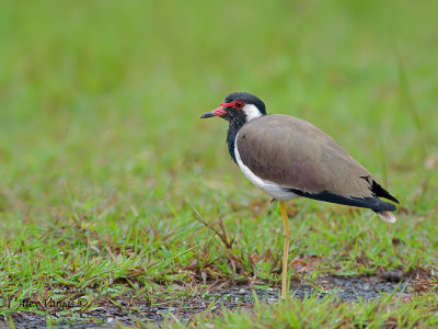 Red-wattled Lapwing - 2010