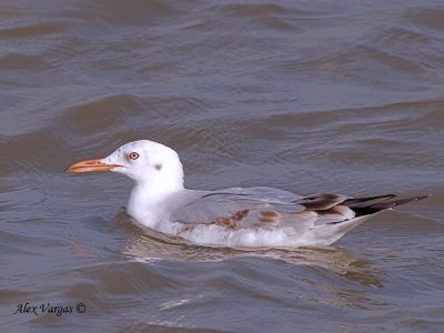 Slender-billed Gull - 1st winter