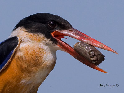 Black-capped Kingfisher - lunch - portrait