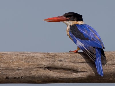 Black-capped Kingfisher -- sp 142