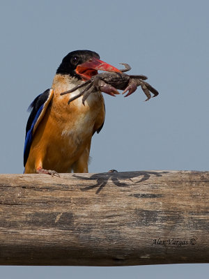 Black-capped Kingfisher - big lunch