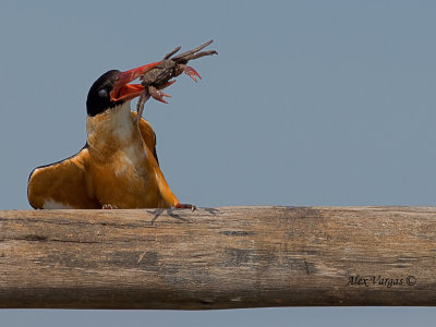Black-capped Kingfisher - I'll get you smooth