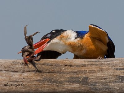 Black-capped Kingfisher - beating the crab out of my crab