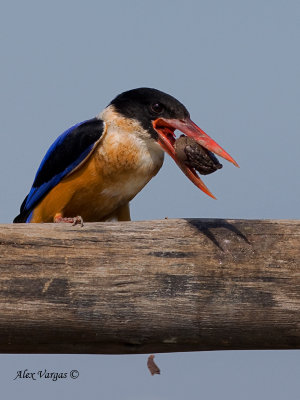 Black-capped Kingfisher - after beat