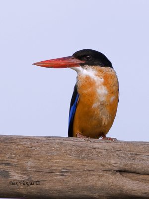 Black-capped Kingfisher - serious