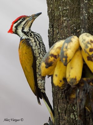 Common Flameback - male 2