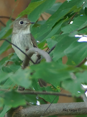 Asian Brown Flycatcher - 2010
