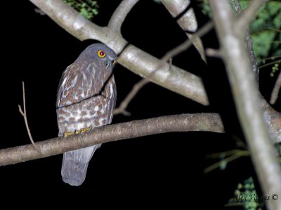 Brown Hawk-Owl - 2010 - RECORD SHOT