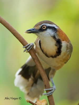 Lesser Necklaced Laughingthrush - 2010