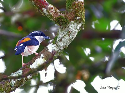 White-browed Shrike-Babbler - male 2 - 2010