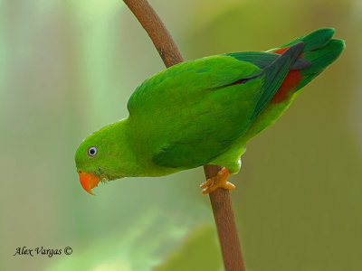 Vernal Hanging-Parrot -- Sp 247