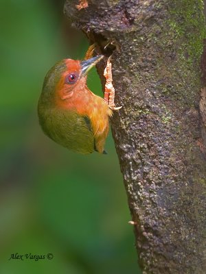 Rufous Piculet - 2